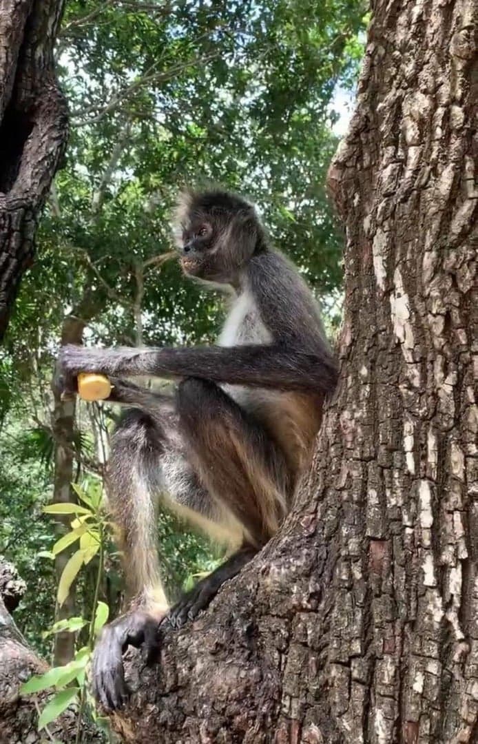 Jungle Homes on 2.5 Acres - Image 44