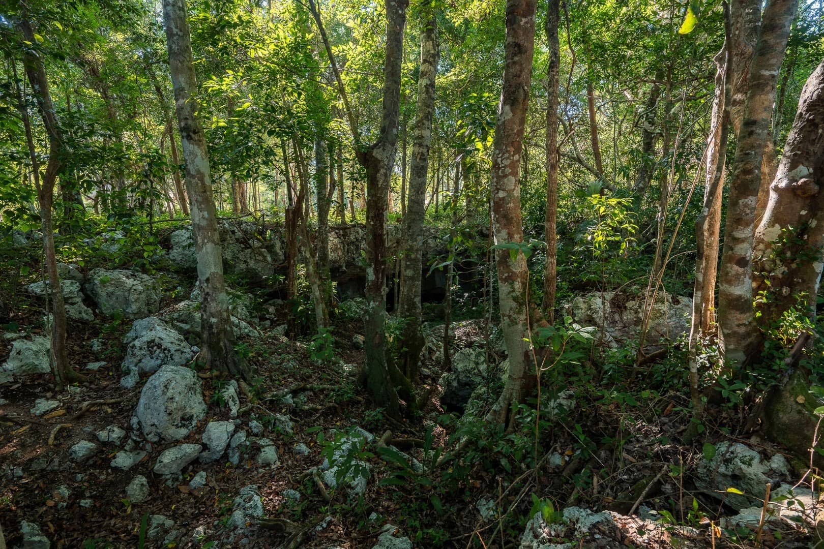 Multi-Unit: 3 Cenotes + Guest House on 1 Hectare - Image 23