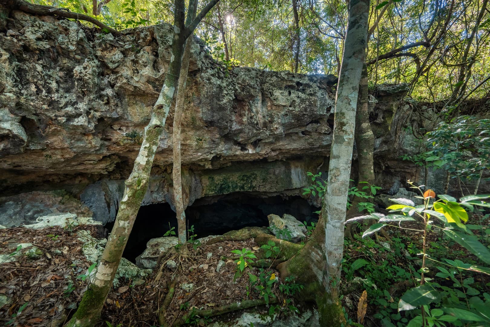Multi-Unit: 3 Cenotes + Guest House on 1 Hectare - Image 24