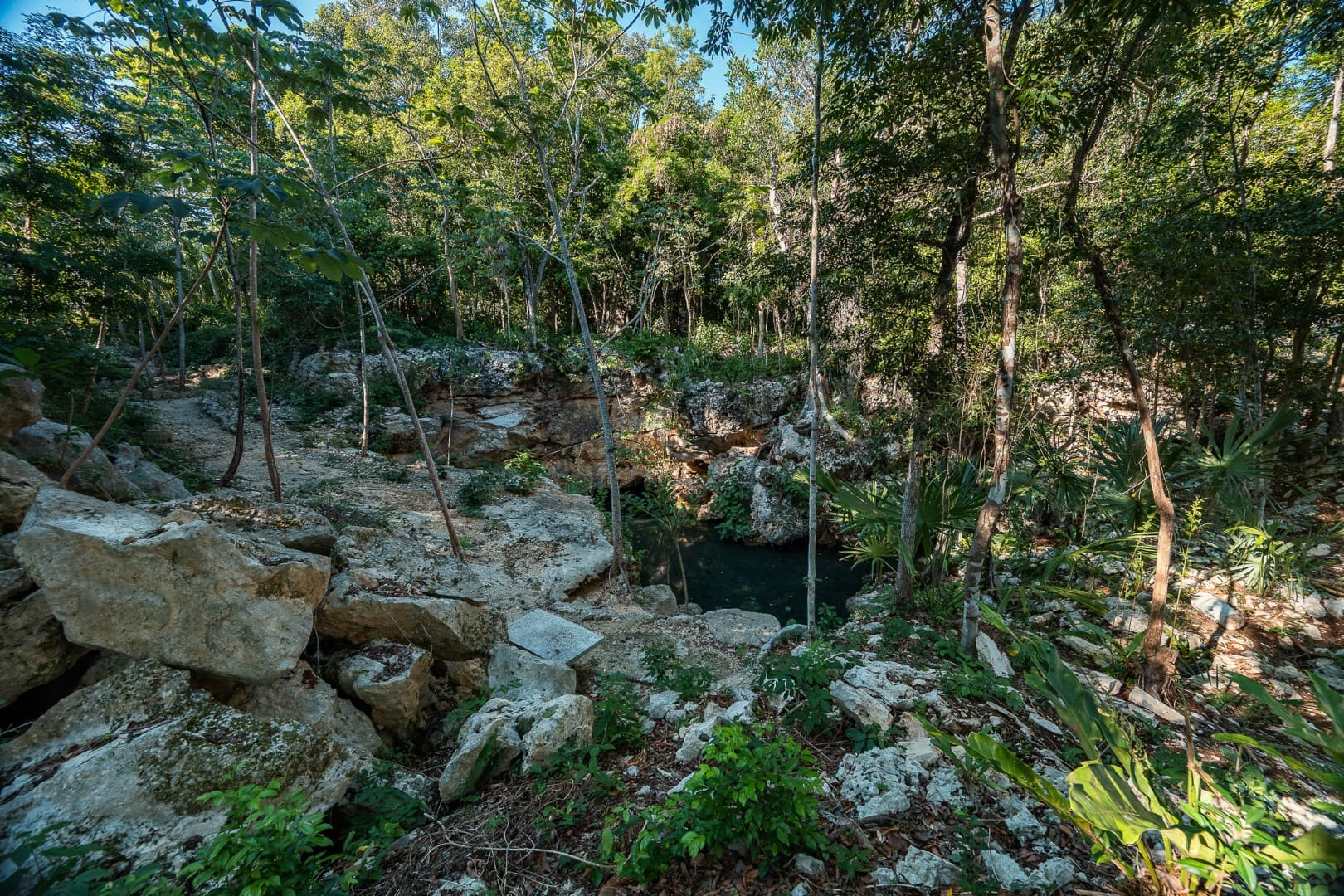 Multi-Unit: 3 Cenotes + Guest House on 1 Hectare - Image 3